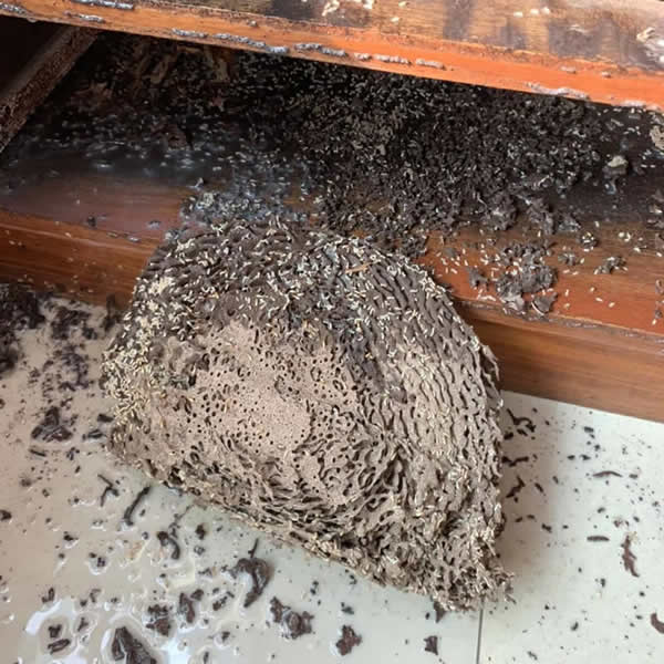 蟻后可日產萬卵