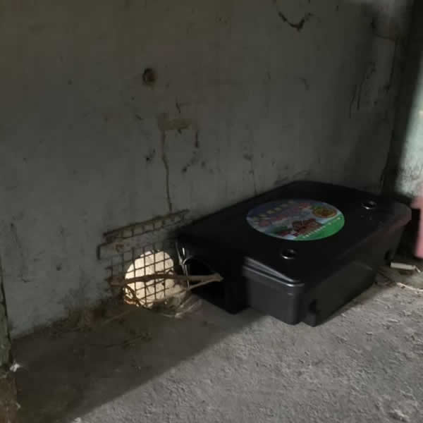 斷絕老鼠食物來源