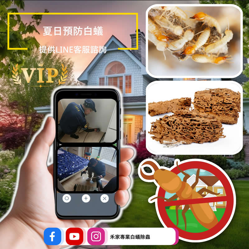 夏日預防白蟻，有效杜絕白蟻孳生