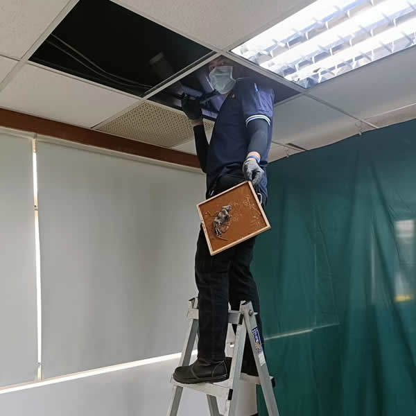 高雄化學公司老鼠蟲害防治