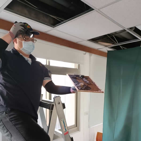 高雄化學公司老鼠蟲害防治