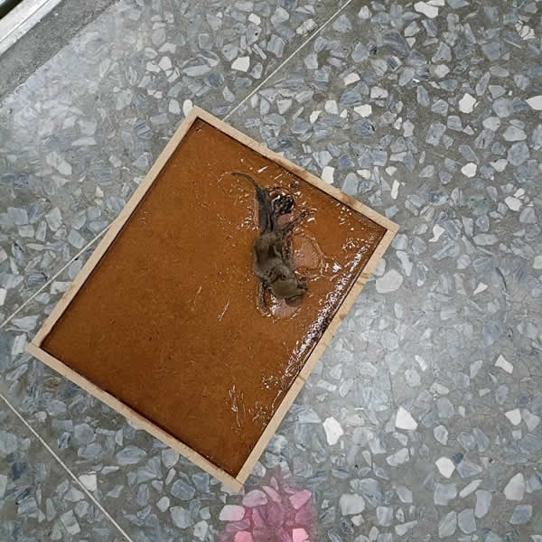 高雄化學公司老鼠蟲害防治