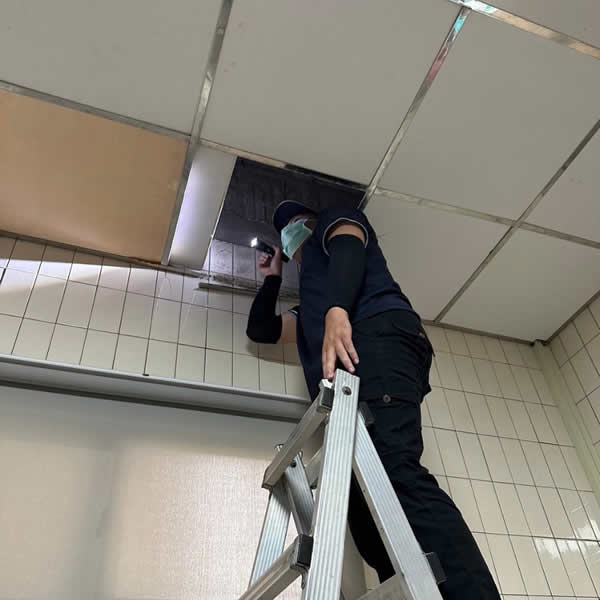 高雄化學公司老鼠蟲害防治