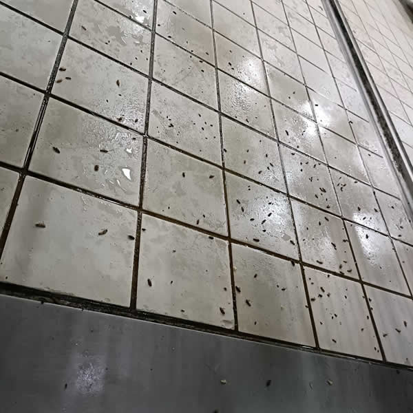 高雄食品工廠蟑螂蟲害防治