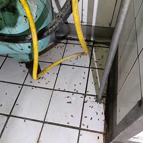 高雄食品工廠蟑螂蟲害防治