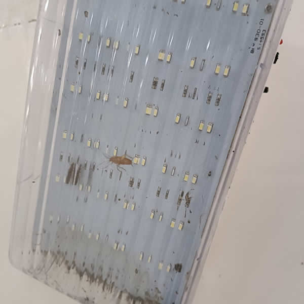 高雄食品工廠蟑螂蟲害防治