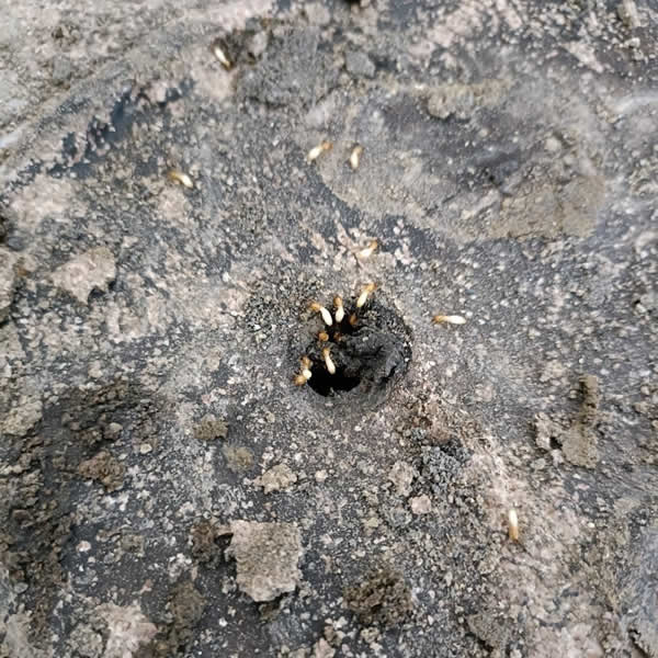 高雄商辦倉庫白蟻蟲害防治