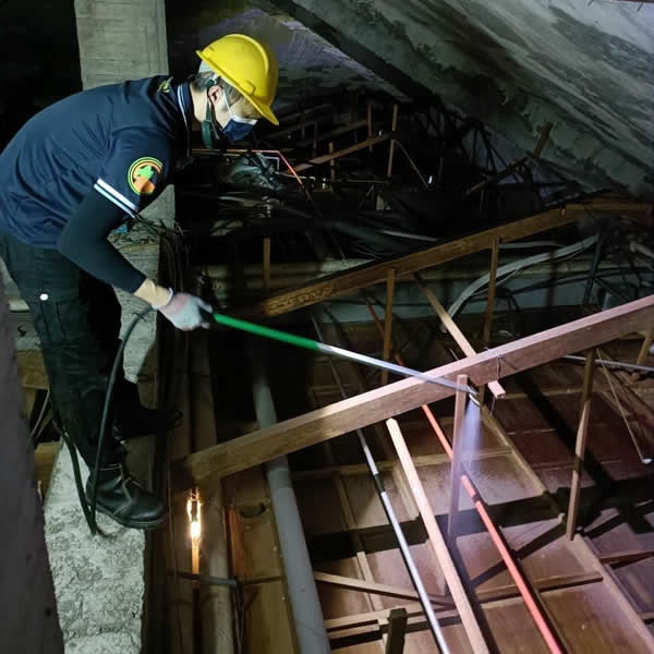 高雄住家環境白蟻蟲害防治