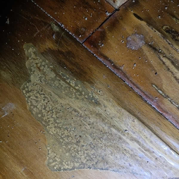 高雄住家環境白蟻蟲害防治