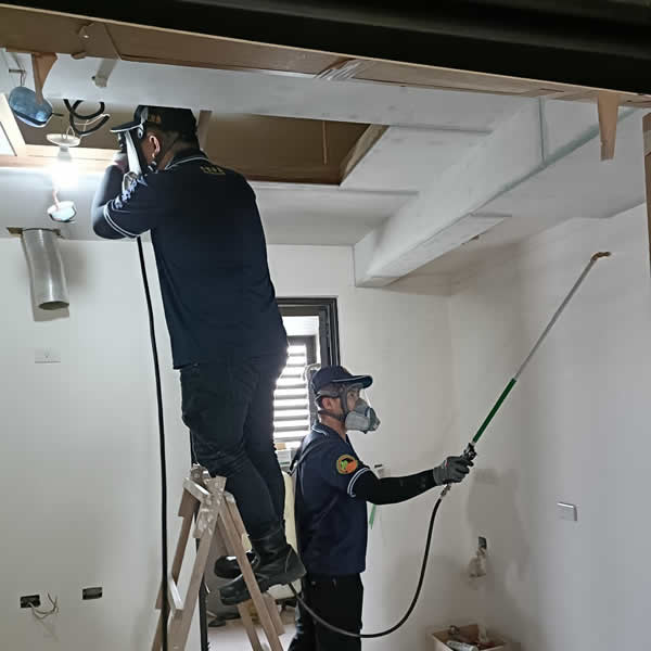 高雄新屋裝潢白蟻蟲害防治