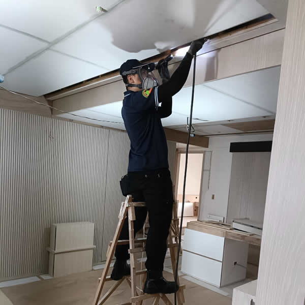 高雄新屋裝潢白蟻蟲害防治