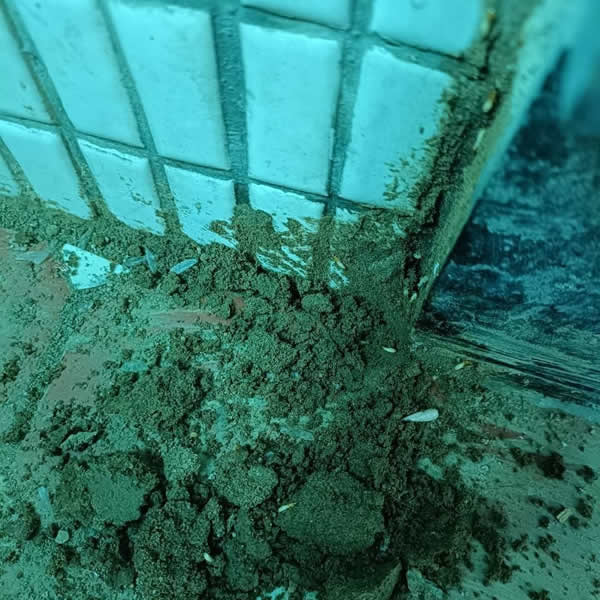 台南住家白蟻蟲害防治