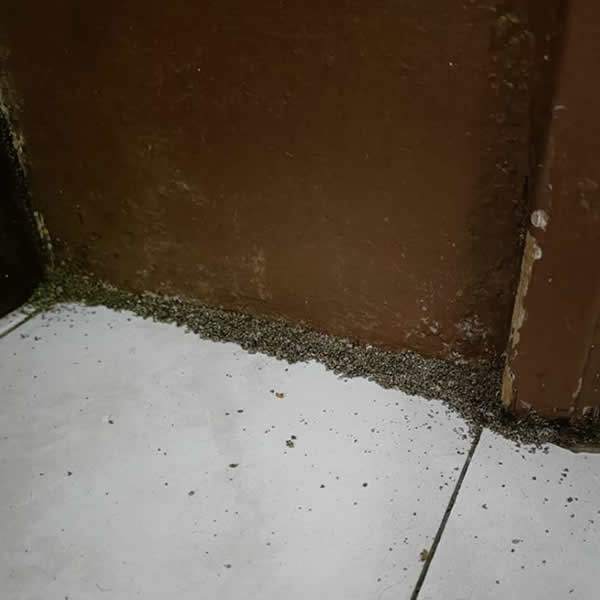 高雄住家白蟻蟲害防治