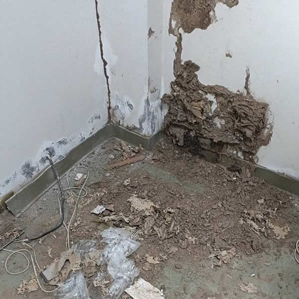 高雄學校白蟻蟲害防治