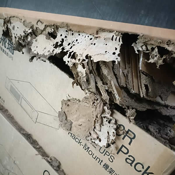 高雄學校白蟻蟲害防治