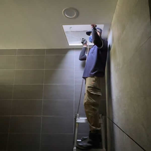 高雄展覽空間白蟻蟲害防治